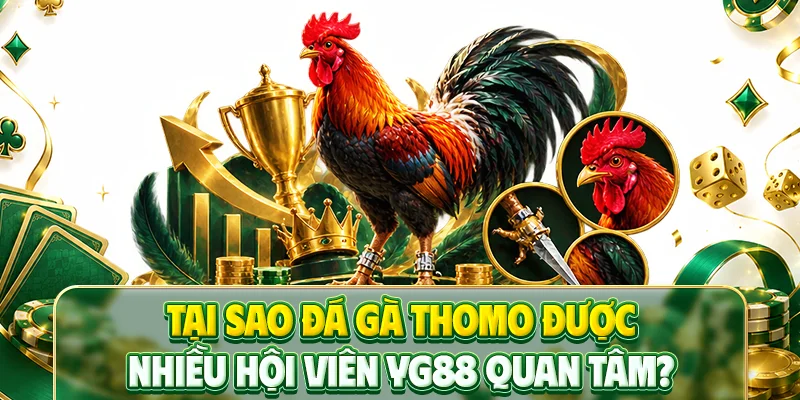 Tại sao đá gà Thomo được nhiều hội viên YG88 quan tâm?